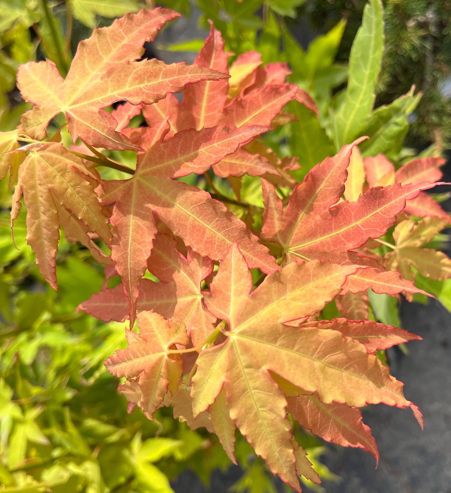 Hot Blonde Japanese Maple, Rare Acer Oliverianum Heat Tolerant - Live Plant