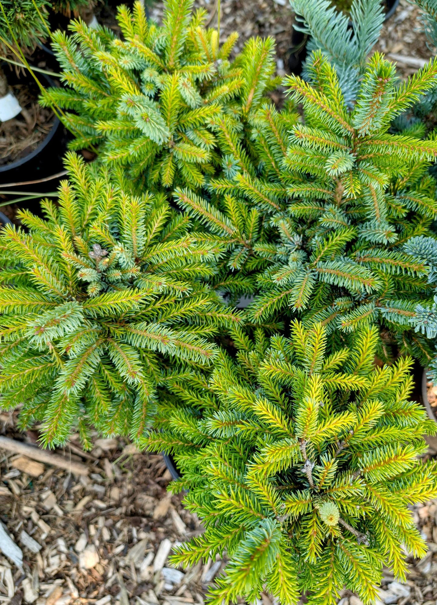 Peve Tinj Golden Serbian Spruce, Dwarf Collector Conifer Tree  - Live Plant