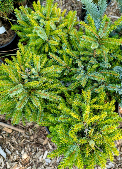Peve Tinj Golden Serbian Spruce, Dwarf Collector Conifer Tree  - Live Plant