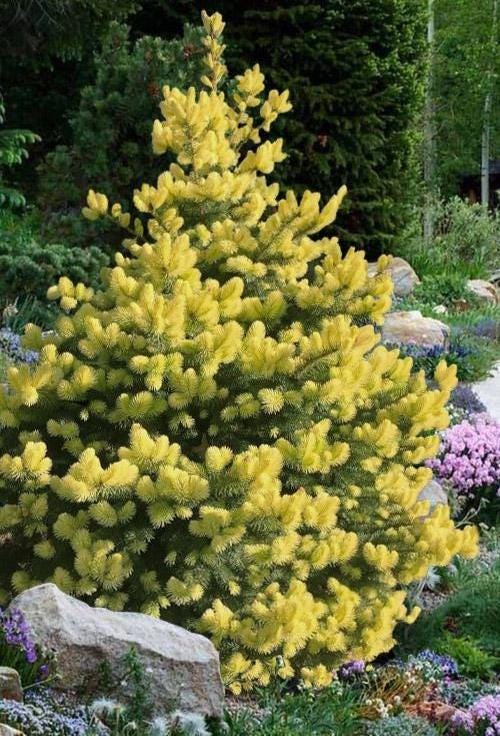 Gebelle's Golden Spring Picea Pungens, Rare Golden New Growth Blue Spruce - Live Plant