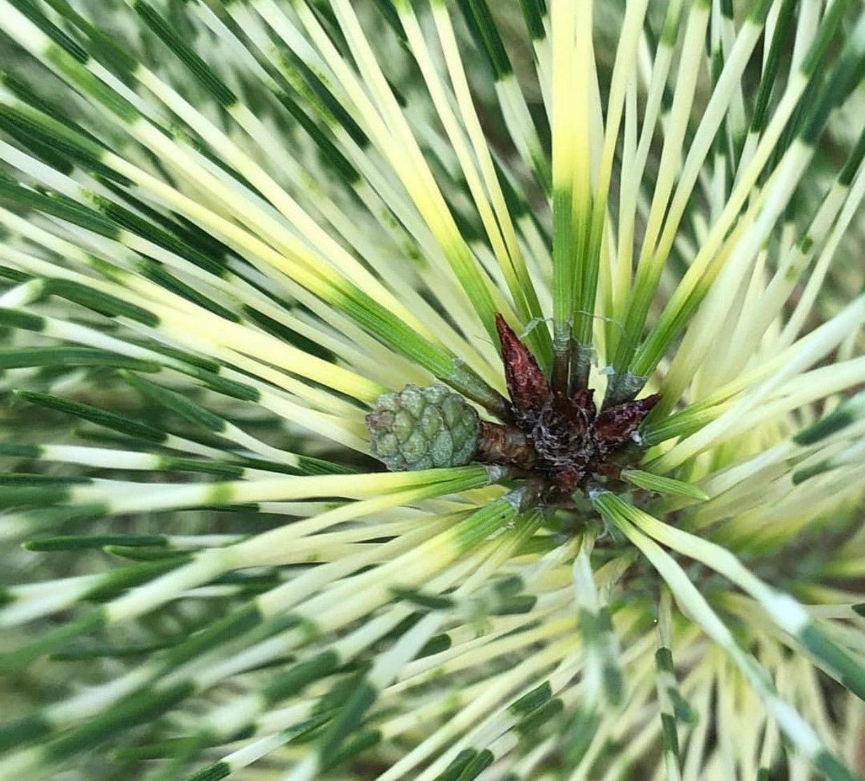 Golden Ghost Japanese Red Pine, Variegated Conifer Tree - Live Plant