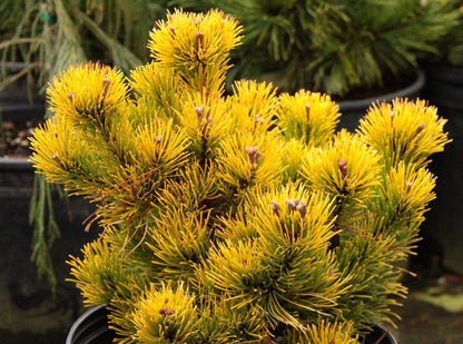 Starkl Rare Golden Mugo Pine, Dwarf Compact Evergreen - Live Plant