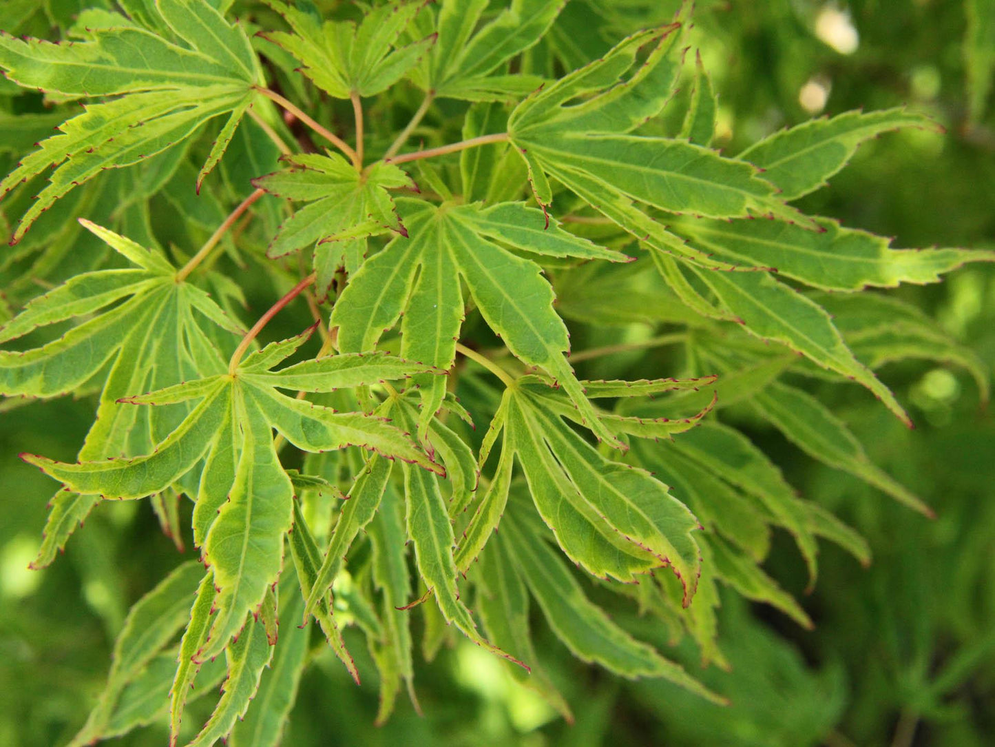 Dr. Seuss Variegated Japanese Maple, Rare Dwarf Acer Palmatum Tree - Live Plant