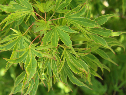 Dr. Seuss Variegated Japanese Maple, Rare Dwarf Acer Palmatum Tree - Live Plant