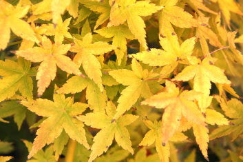 Bihou Golden Coral Bark Japanese Maple, Winter Interest Acer Palmatum Tree - Live Plant