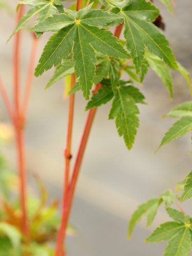 Bihou Golden Coral Bark Japanese Maple, Winter Interest Acer Palmatum Tree - Live Plant