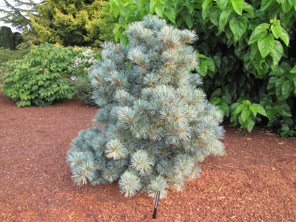 Blauer Engel Japanese White Pine, Exceptionally Blue Soft-Needled Conifer - Live Plant