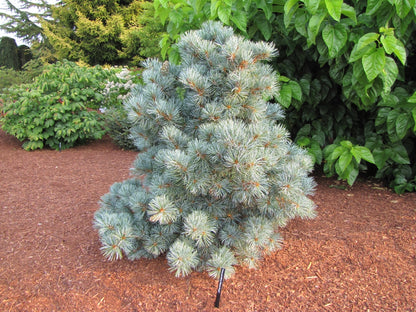 Blauer Engel Japanese White Pine, Exceptionally Blue Soft-Needled Conifer - Live Plant