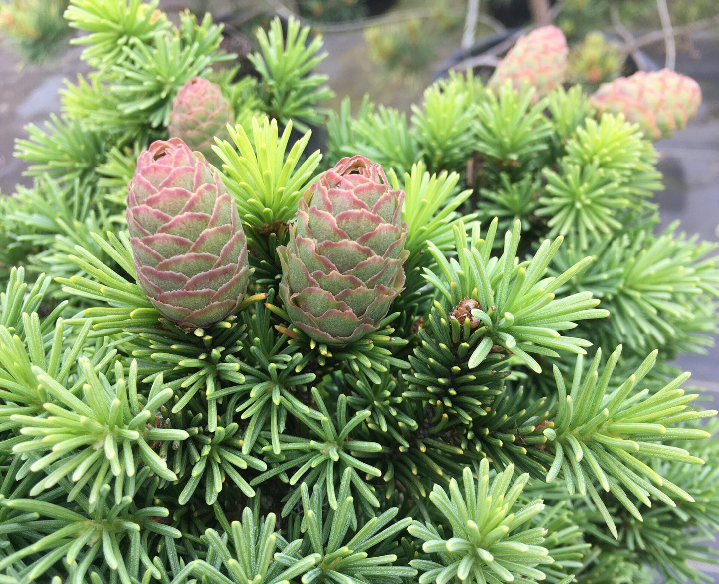 Medusa Rare Miniature Norway Spruce, Collector Conifer Tree - Live Plant