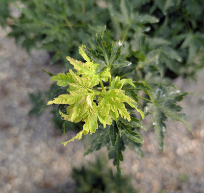 Ojishi Rare Dwarf Japanese Maple, Male Lion Tree Counterpart To Shishigashira - Live Plant