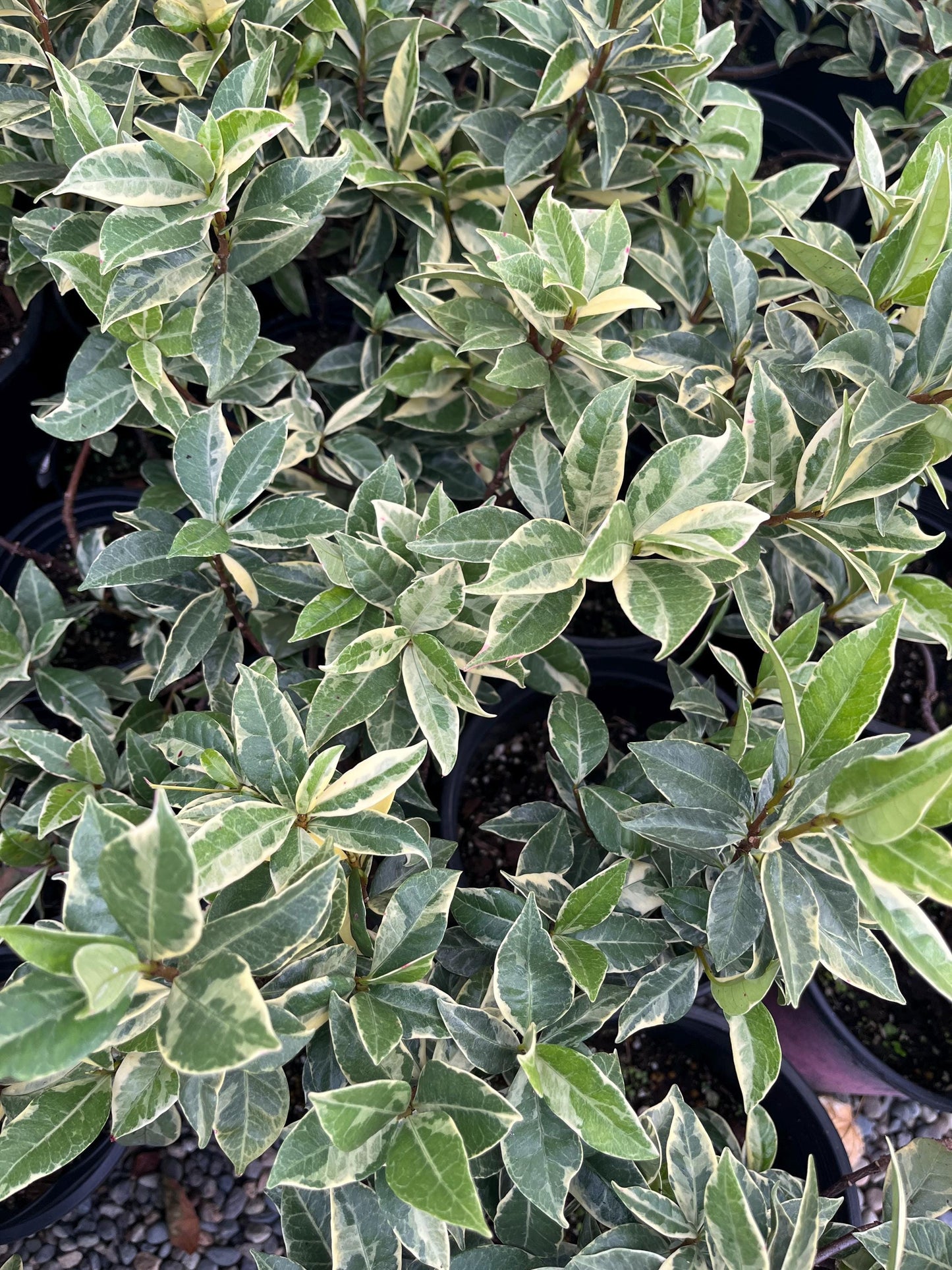 Variegated Jasmine Fragrant Flowering Shrub Vine - Live Plant