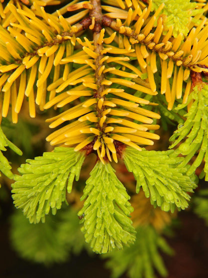 Golden Spreader Nordmann Fir, Low Spreading Dwarf Golden Conifer - Live Plant