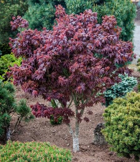 Kurenai Jishi Japanese Maple, Rare Red Lion's Head Acer Palmatum - Live Plant