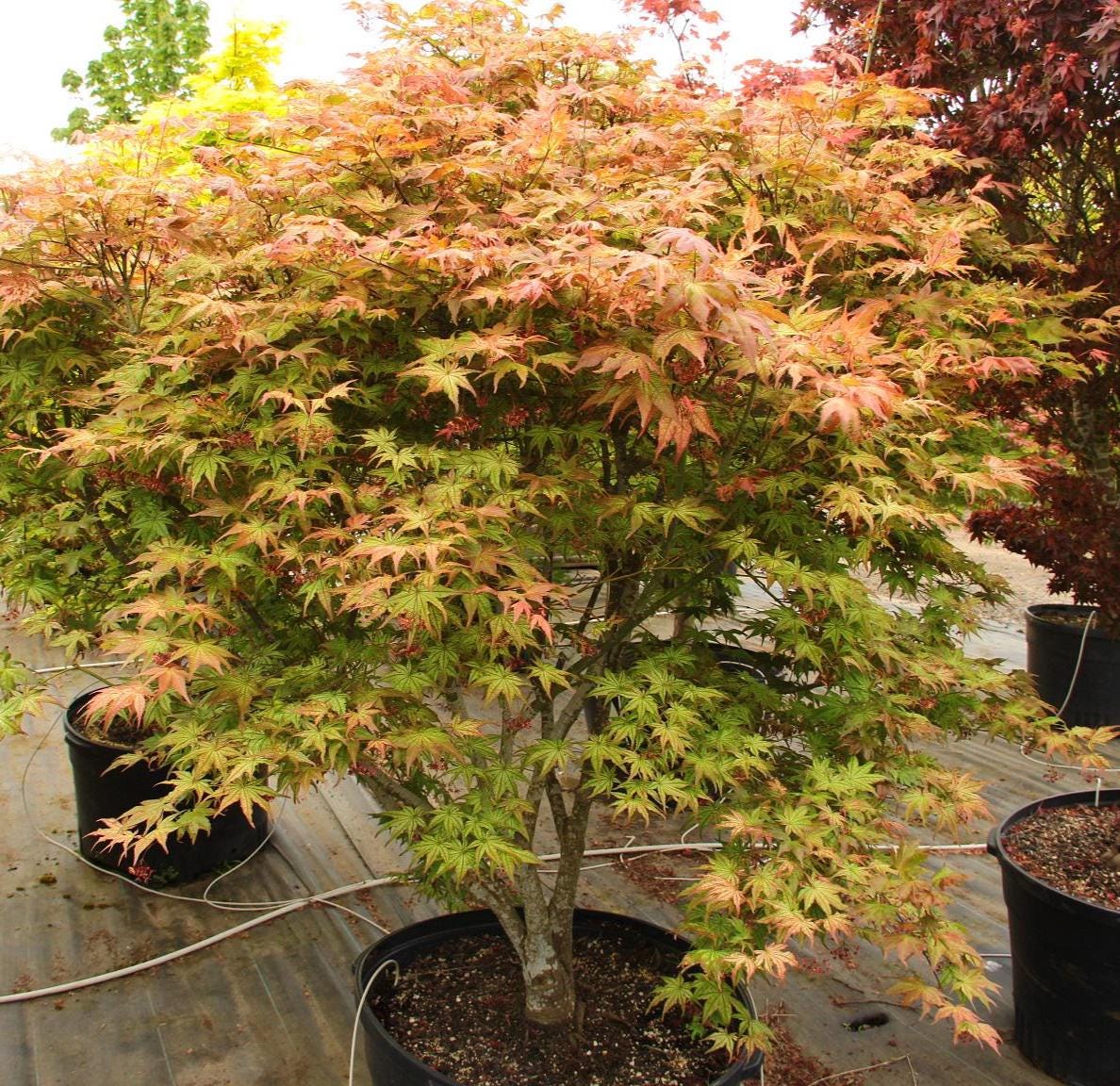 Peaches and Cream Japanese Maple, Pink Cream Variegated Acer Palmatum - Live Plant