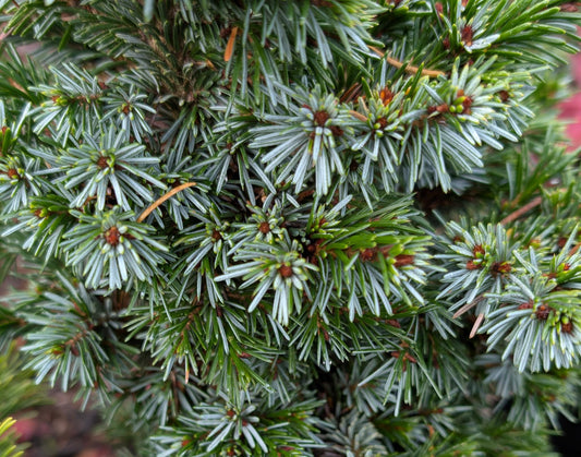 Pimoko Dwarf Serbian Spruce, Picea Omorika Compact Round Evergreen Conifer - Live Plant