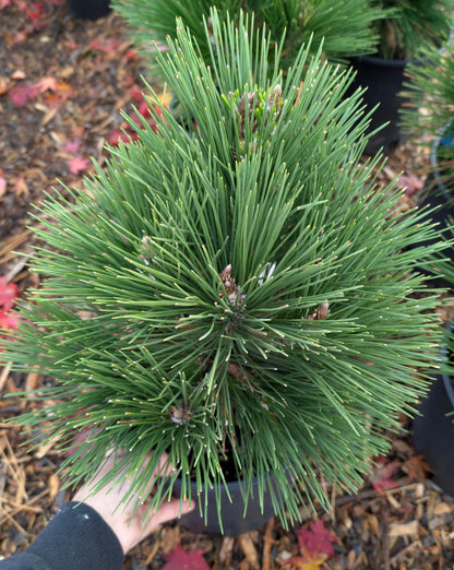 Thunderhead Japanese Black Pine, Pinus Thunbergii, Dwarf Evergreen Conifer - Live Plant