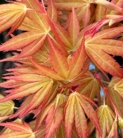 La Diabla Acer Palmatum Rare Japanese Maple Tree - Live Plant