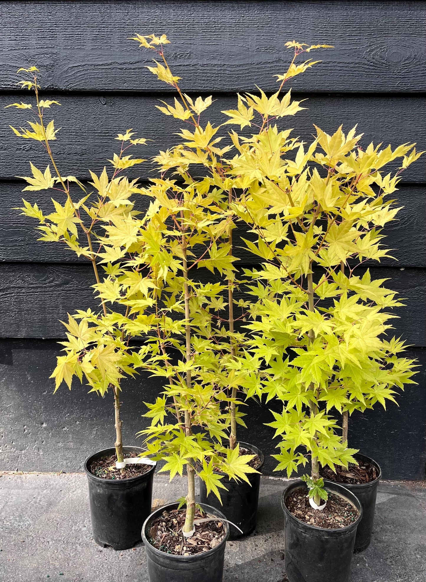 Sunny Dwarf Golden Full Moon Japanese Maple Tree - Live Plant
