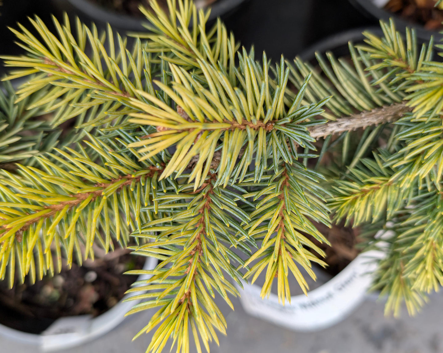Walnut Glen Colorado Blue Spruce, Golden Dwarf Collector Conifer - Live Plant