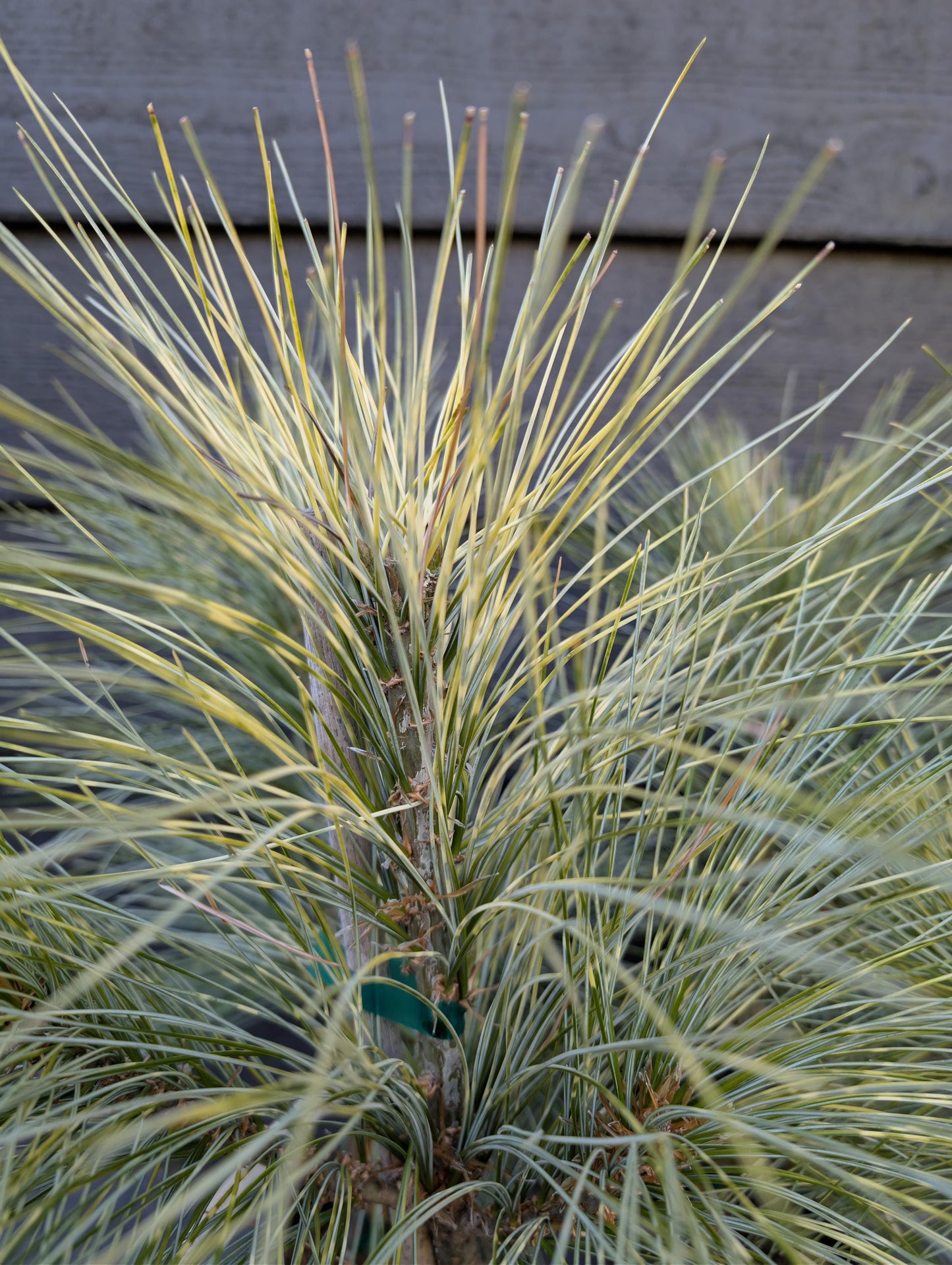 Zebrina Rare Variegated Himalayan Pine Collector Conifer - Live Plant