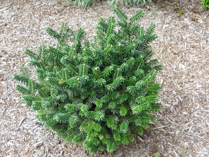 Alpine Star Korean Fir, Miniature Abies Koreana Rare Evergreen Conifer - Live Plant