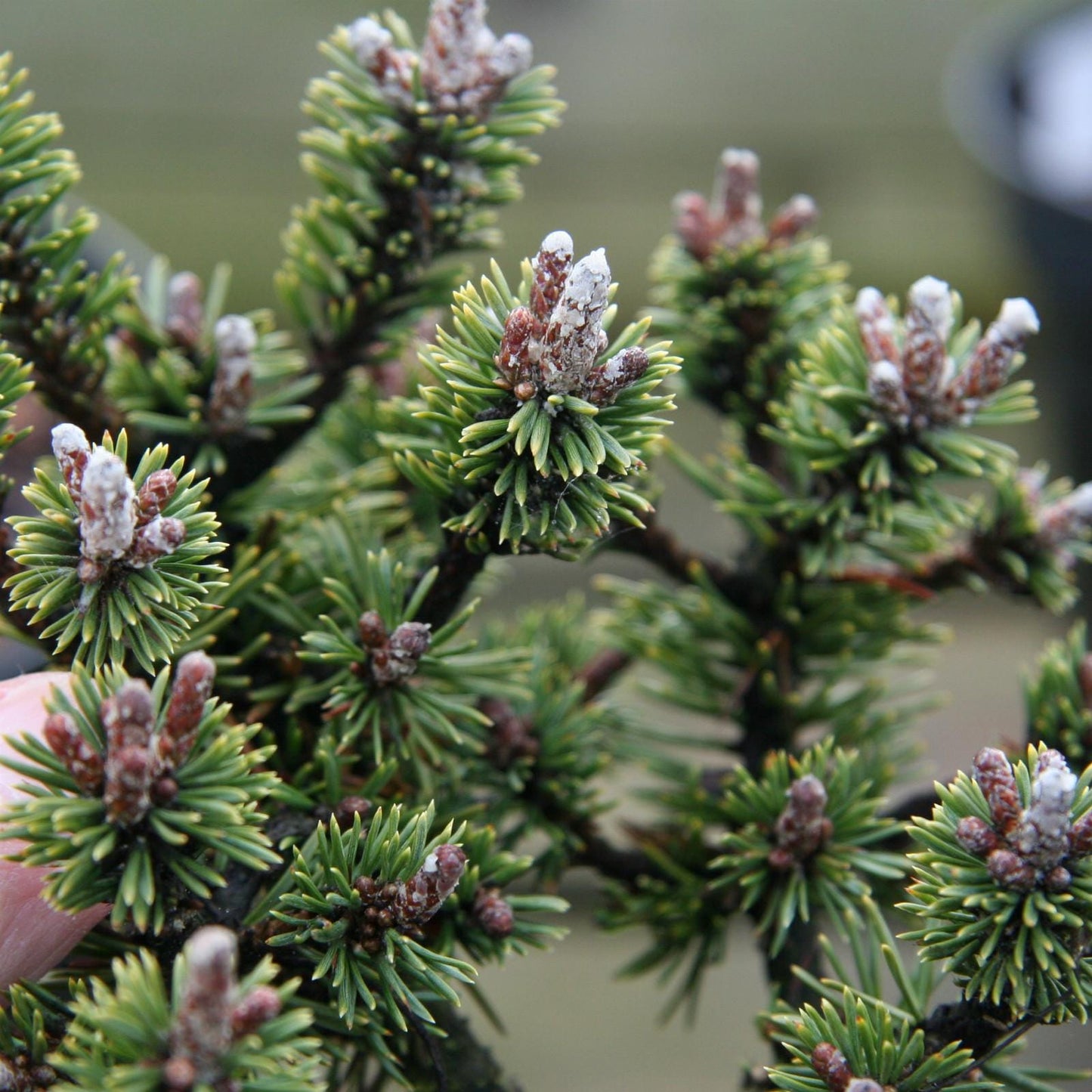 Minima Kalous Mugo Pine Rare Miniature Collector Conifer - Live Plant