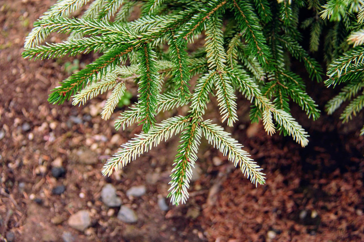Silver Seedling Rare Variegated Oriental Spruce, Dwarf Evergreen Conifer Tree - Live Plant