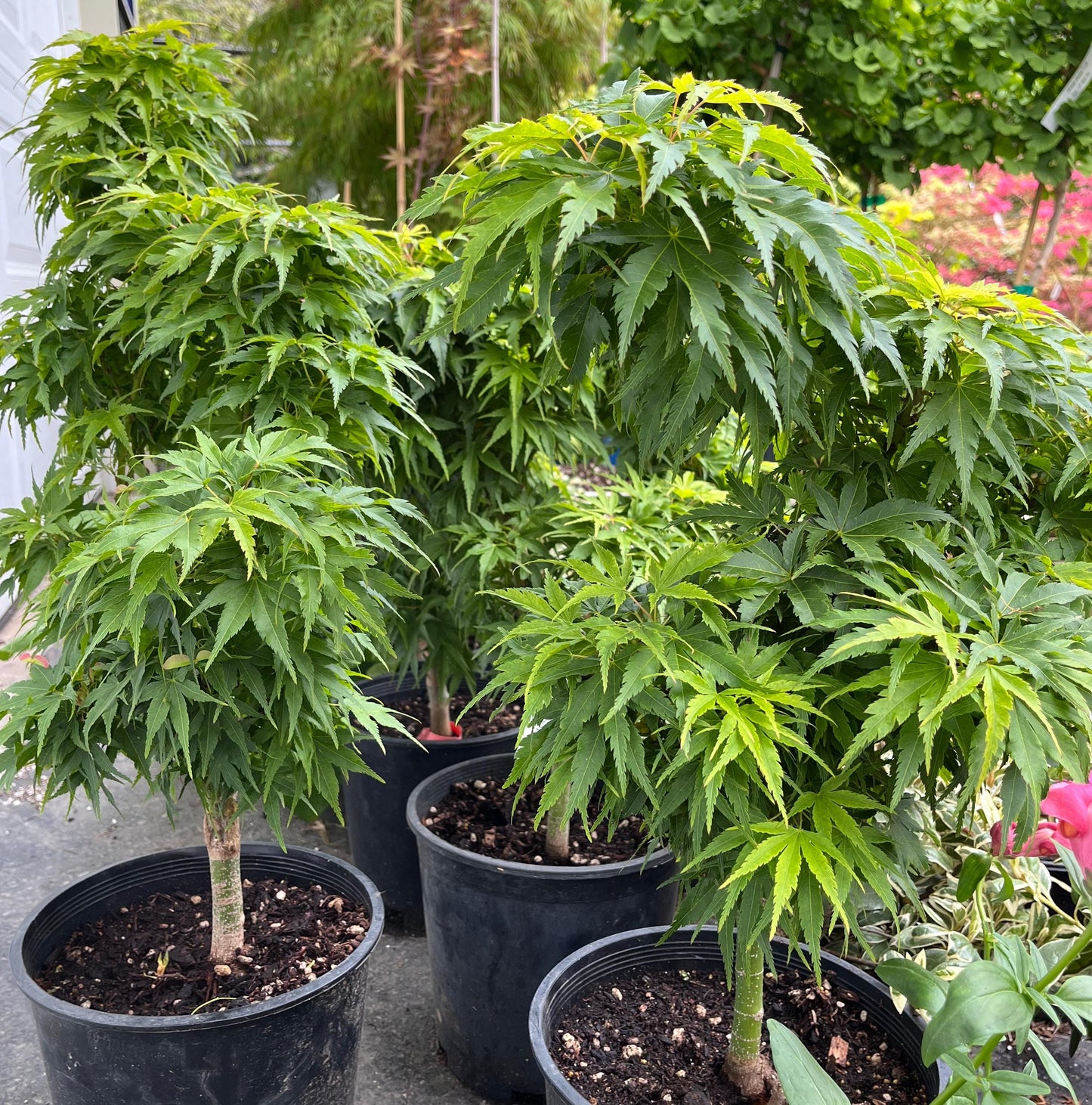 Tattoo Japanese Maple, Rare Dwarf Acer Palmatum Mikawa Type, Collector Tree - Live Plant