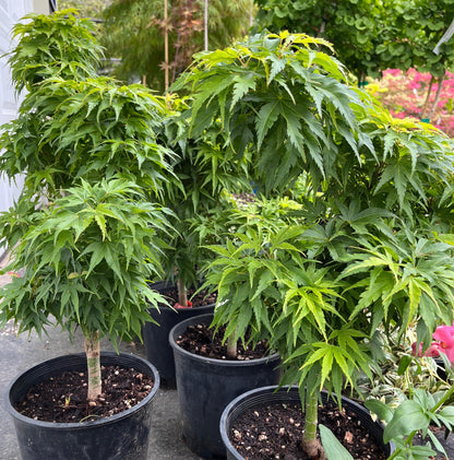 Tattoo Japanese Maple, Rare Dwarf Acer Palmatum Mikawa Type, Collector Tree - Live Plant