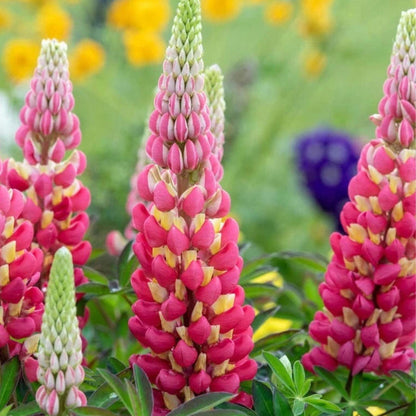 Tequila Flame Lupine, Vibrant Perennial, Pollinator Friendly Garden Flower - Live Plant