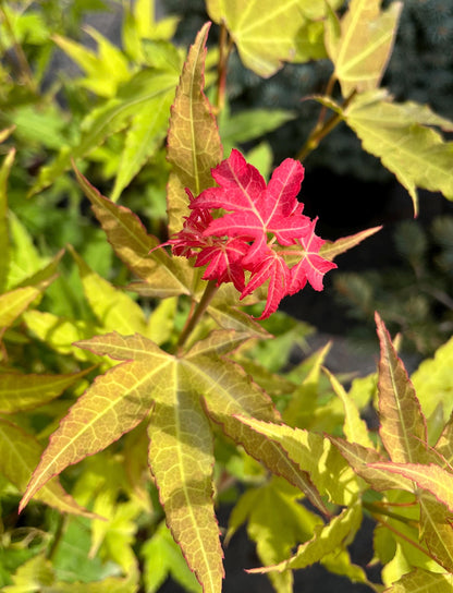 Hot Blonde Japanese Maple, Rare Acer Oliverianum Heat Tolerant - Live Plant