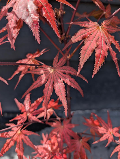Celebration Rare Pink Variegated Japanese Maple Acer Palmatum Tree - Live Plant