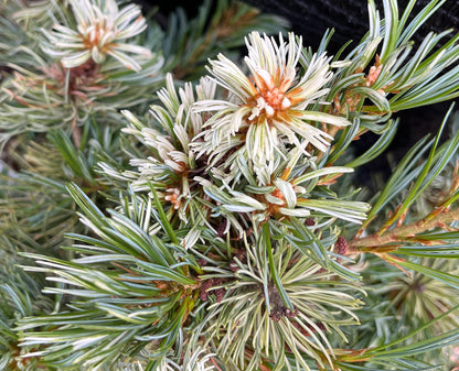 Tanima No Yuki Variegated Japanese White Pine, Rare Collector Conifer - Live Plant