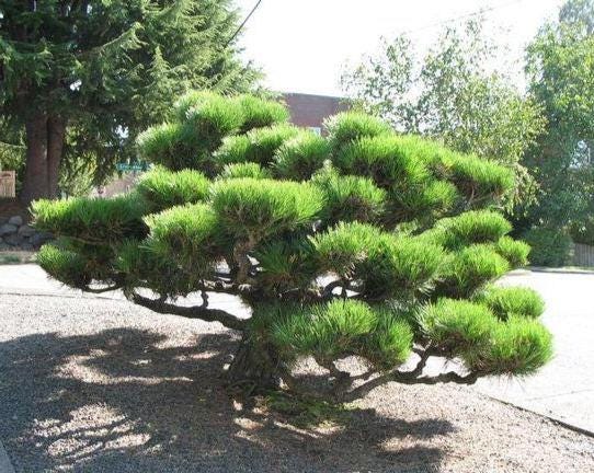 Thunderhead Japanese Black Pine, Pinus Thunbergii, Dwarf Evergreen Conifer - Live Plant
