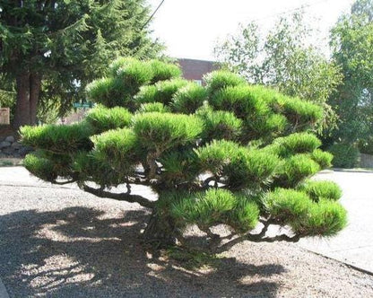 Thunderhead Japanese Black Pine, Pinus Thunbergii, Dwarf Evergreen Conifer - Live Plant