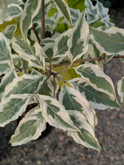 Summer Fun Variegated Dogwood Tree Cornus Kousa - Live Plant