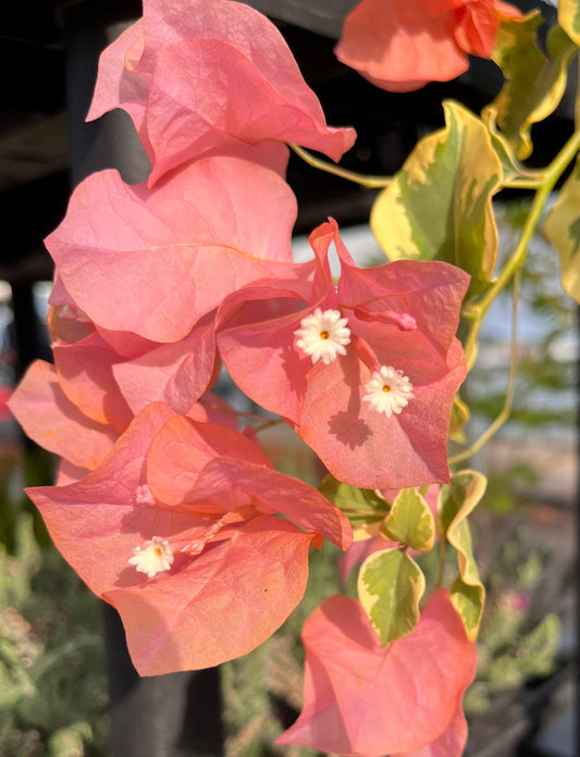 Bengal Orange Bougainvillea Rare Variegated Flowering Vine - Live Plant
