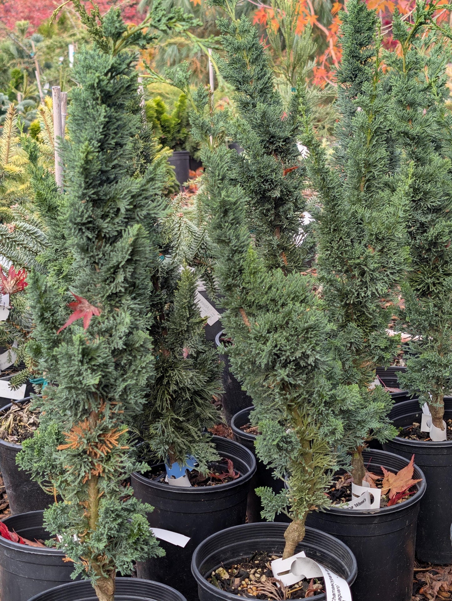 Wissel's Saguaro Rare Lawson Cypress, Blue-Green Evergreen Tree - Live Plant