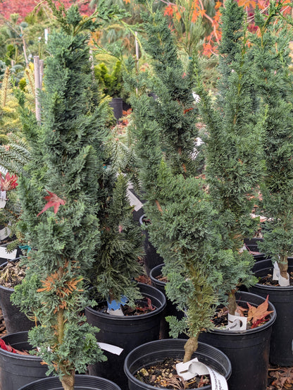 Wissel's Saguaro Rare Lawson Cypress, Blue-Green Evergreen Tree - Live Plant