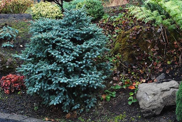 Horstmann Dwarf Blue Spanish Fir, Rare Collector Conifer Tree - Live Plant