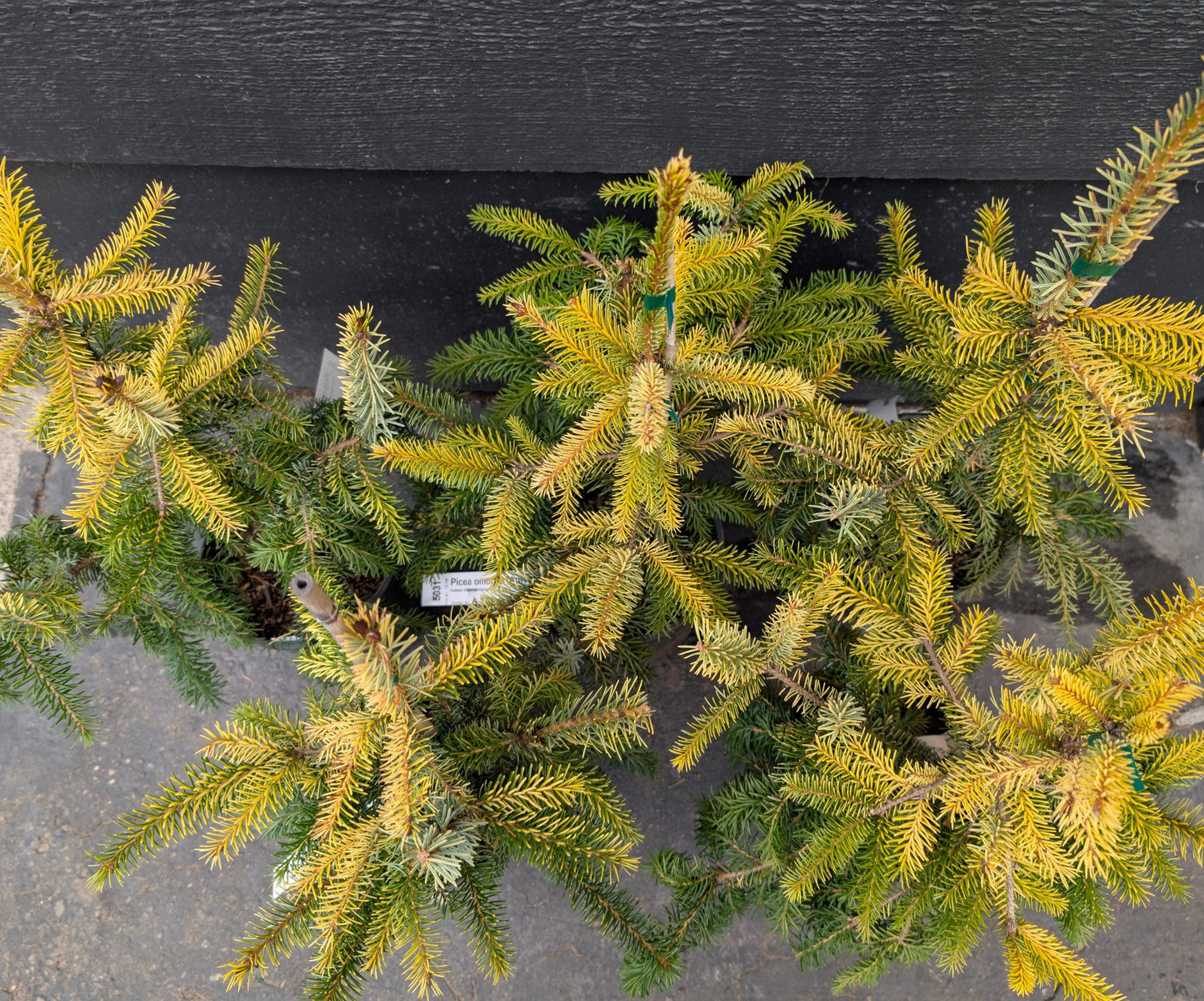 Aurea Golden Serbian Spruce, Narrow Upright Picea Omorika Collector Conifer - Live Plant