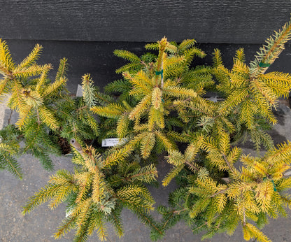 Aurea Golden Serbian Spruce, Narrow Upright Picea Omorika Collector Conifer - Live Plant