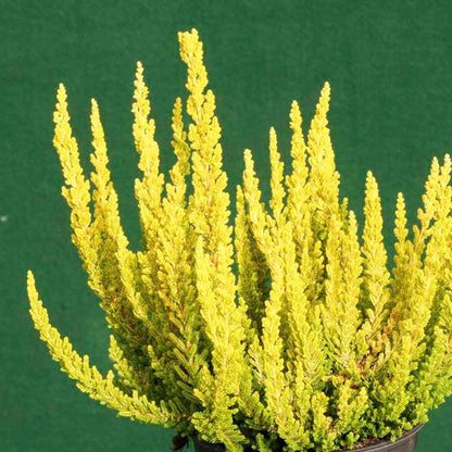 2 Live Plants | Zeta Golden Scotch Heather, Calluna Vulgaris Evergreen Shrub | 2-Pack
