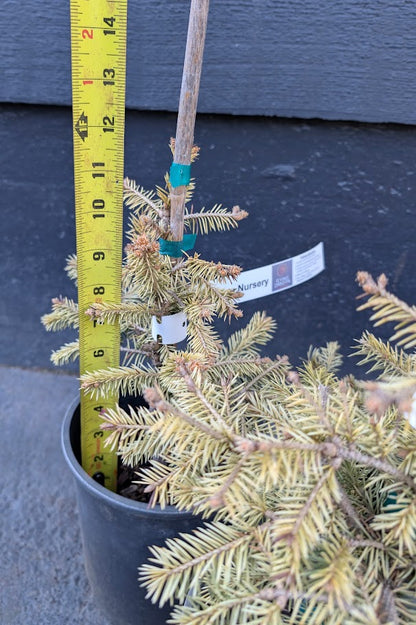 Cascade Campfire Rare Blue Spruce Tree, Dwarf Collector Conifer - Live Plant