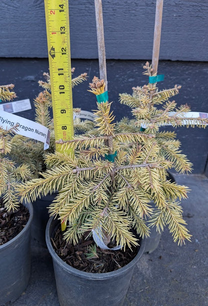 Cascade Campfire Rare Blue Spruce Tree, Dwarf Collector Conifer - Live Plant