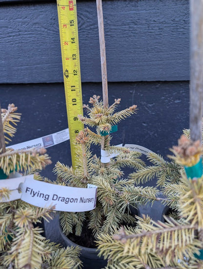 Cascade Campfire Rare Blue Spruce Tree, Dwarf Collector Conifer - Live Plant