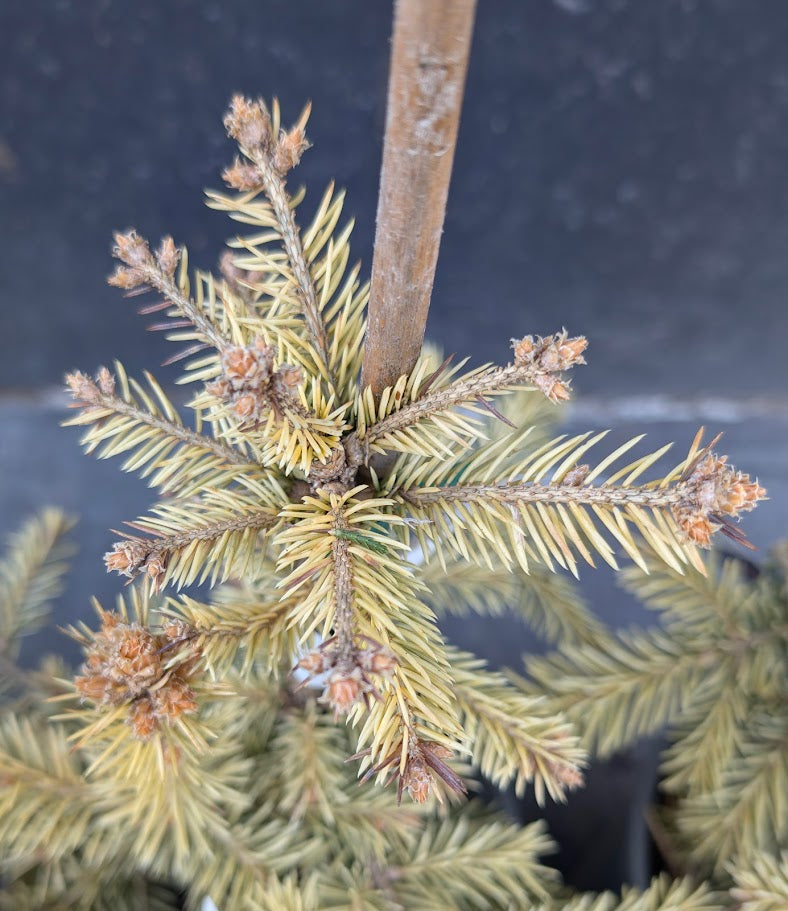 Cascade Campfire Rare Blue Spruce Tree, Dwarf Collector Conifer - Live Plant
