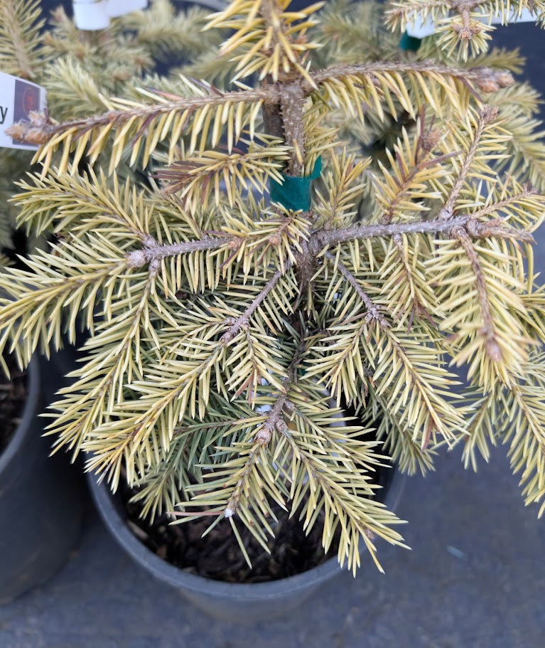Cascade Campfire Rare Blue Spruce Tree, Dwarf Collector Conifer - Live Plant