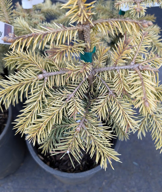 Cascade Campfire Rare Blue Spruce Tree, Dwarf Collector Conifer - Live Plant