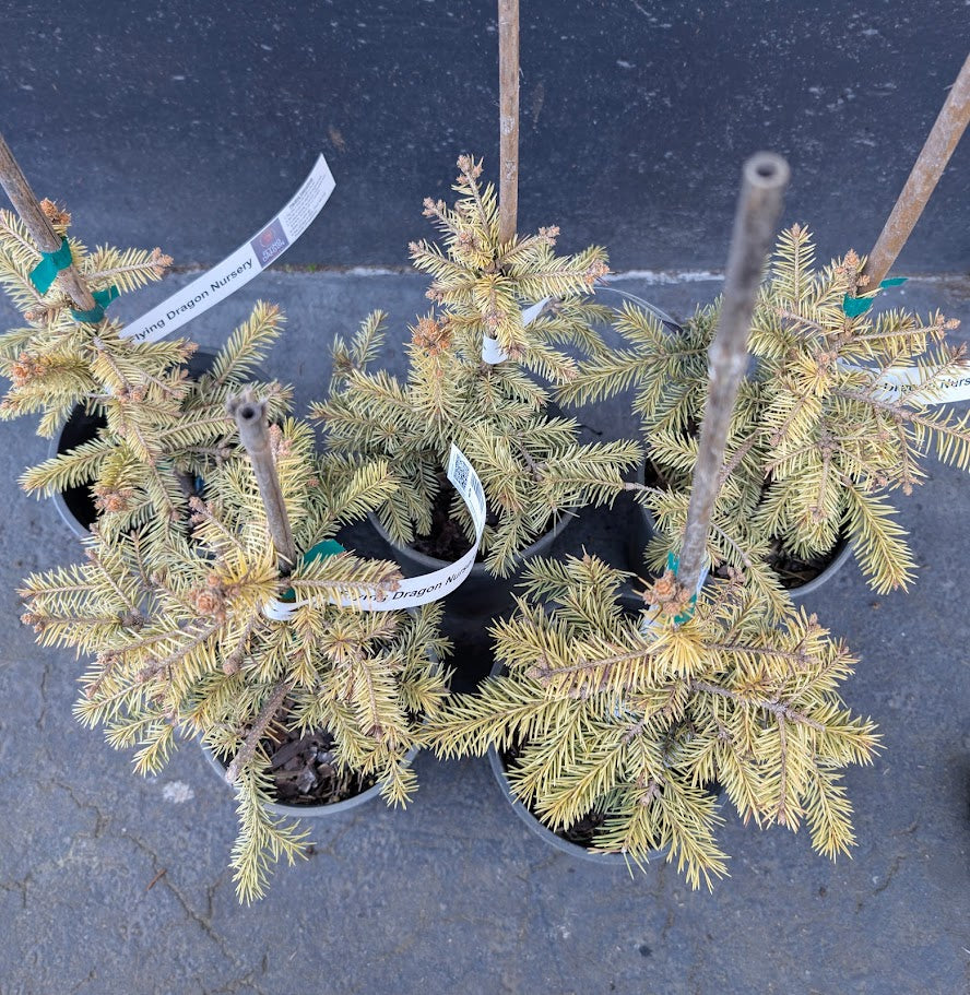 Cascade Campfire Rare Blue Spruce Tree, Dwarf Collector Conifer - Live Plant